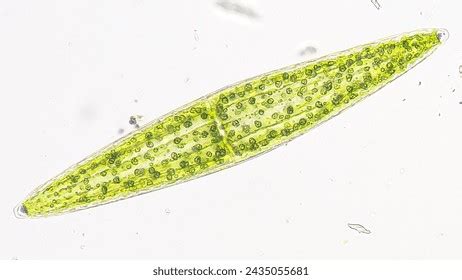 2,406 Algae Under A Microscope Images, Stock Photos, 3D objects ...