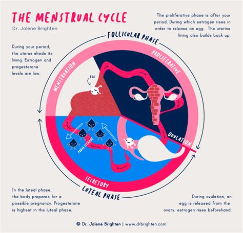 Menstrual Cycle Diagram Hormones | Hot Sex Picture