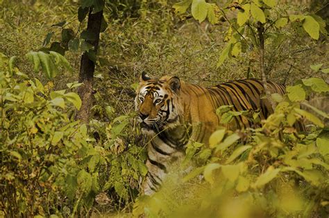 The Truth About Cats And Dogs Canine Distemper In Big Cats In Nepal