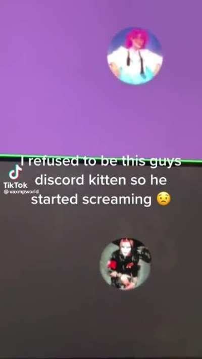 Discord Kitten Explained What They Are What They Do 60 OFF