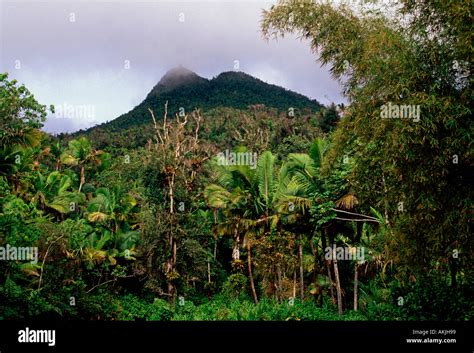 El Yunque National Forest Reserve Caribbean National Forest United