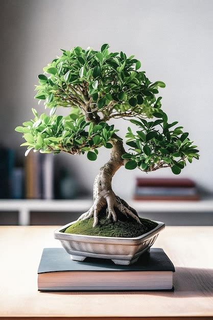 Art Of Bonsai Presenta La Gu A Para Principiantes Con Una Impresionante