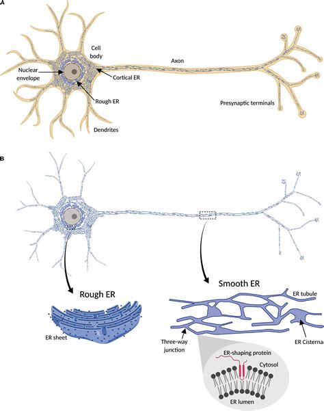 Frontiers Axonal Endoplasmic Reticulum Dynamics And Its Roles In