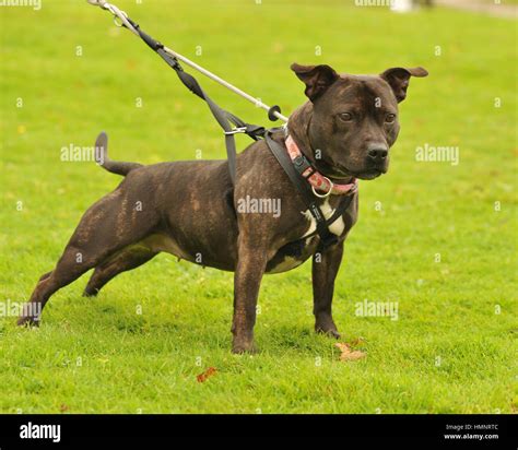 Staffordshire Bull Terrier Stock Photo Alamy