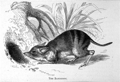 Bandicoot | Australian native animals, Fauna of australia, Animals