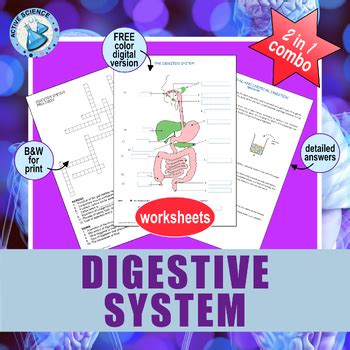 Digestive System Mechanical Chemical Digestion Role Of Enzymes