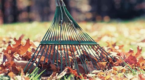 The Best Rake For Leaves Reviews And Buyers Guide Backyard Boss