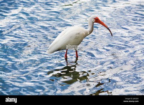 A American White Ibis Eudocimus Albus Wading Searching For Food In