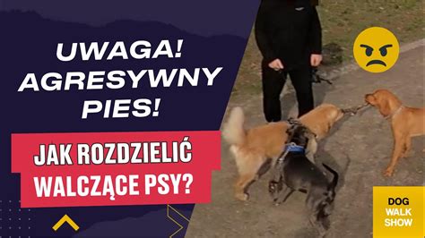 AGRESYWNY PIES Jak rozdzielić walczące psy DOG WALK SHOW 35 YouTube