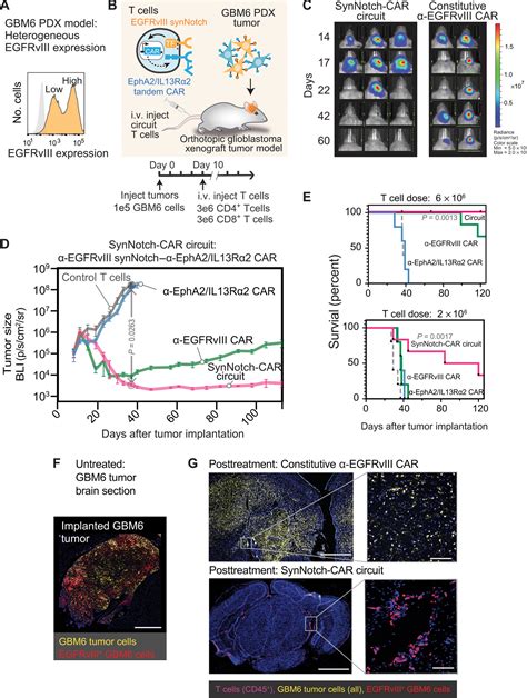 Synnotch Car T Cells Overcome Challenges Of Specificity Heterogeneity