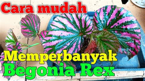 Cara Merawat Bunga Begonia Cara Mudah Memperbanyak Begonia Youtube