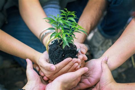 Group Of Diverse People Planting Tree Togethercupping Plant Nature