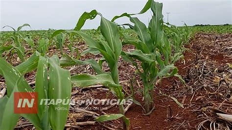 Apuesta Al Cultivo De Ma Z Ante Alta Demanda A Nivel Local E