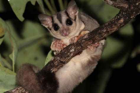 Bushfires Pushing Australias Arboreal Wildlife Including Gliders To