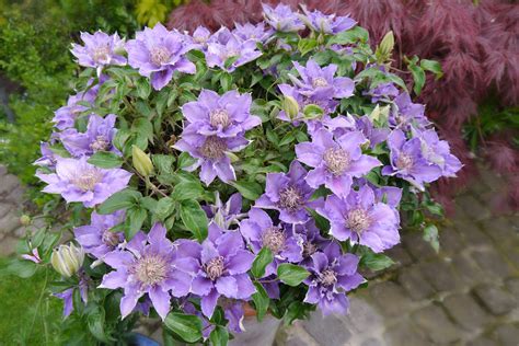Clematis ‘Bijou’ June 2019 | Clematis plants, Hanging baskets