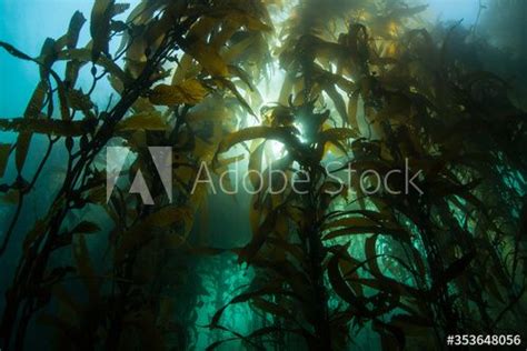 A Forest Of Giant Kelp Macrocystis Pyrifera Grows In The Cold Eastern