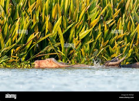 Water Buffalo Bubalus Bubalis Swimming Tale Noi Thailand Buffle