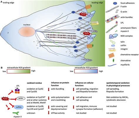 Frontiers Redox Regulation Of The Actin Cytoskeleton In Cell