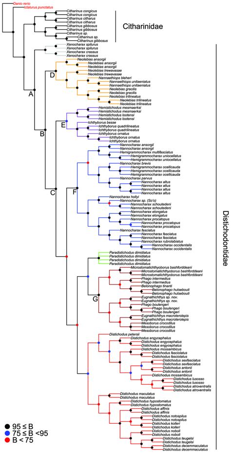 Phylogeny Of The Citharinoidei As Recovered By Parsimony In TNT The