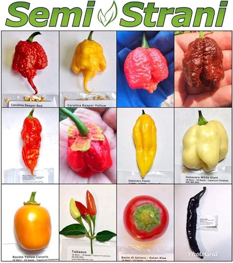 Chili Peppers Seeds For Sale at Ruth Murray blog