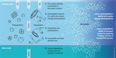 Microplastics In The Oceans | Kaggle