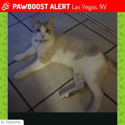 Las Vegas NV Lost Male Cat Trever Is Missing PawBoost