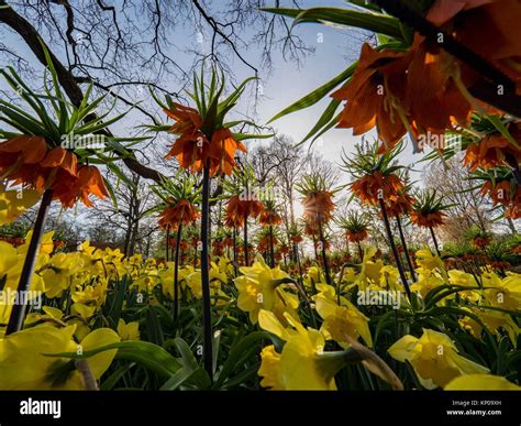 Holland Keukenhof Gardens Stock Photo - Alamy