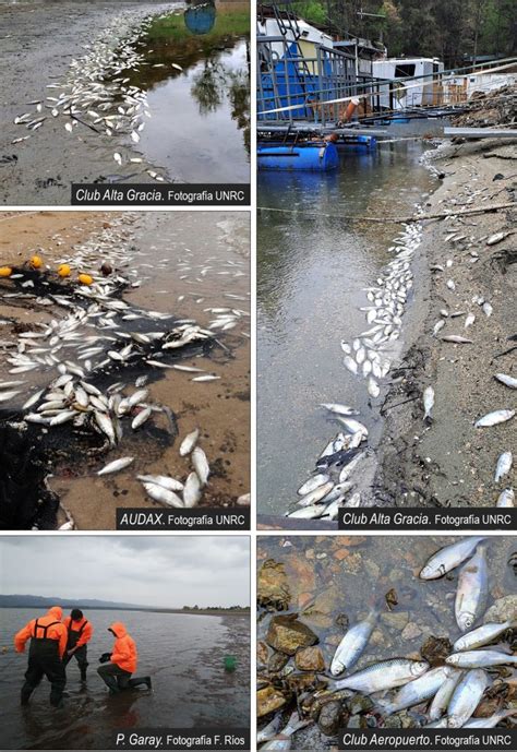 Se Determinaron Las Causas De La Mortandad De Peces Que Se Produjo En