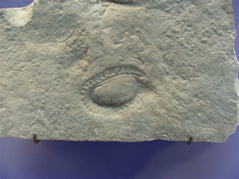 Ediacaran fossil Kimberella quadrata, the first mollusk? [3264x2448 ...