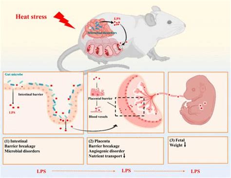 热应激引起的胎儿宫内生长受限与妊娠小鼠母体肠 胎盘 胎儿轴 LPS 水平升高有关 Journal of Agricultural and