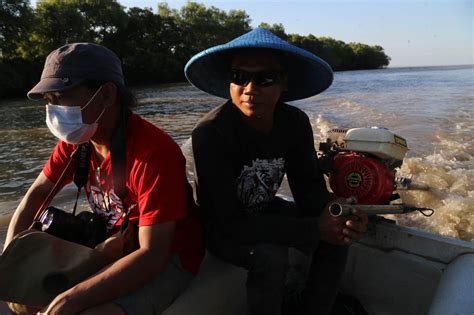 FOTO Satwa Liar Di Balik Rindangnya Hutan Bakau Ekowisata Mangrove