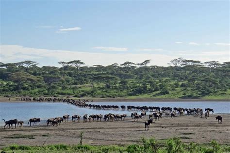 7 Days Lewa Conservancy Maasai Mara Luxury Safari