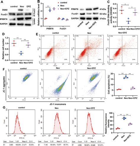 Prmt Regulates Neomycin Induced Apoptosis Of Hei Oc Cells Via Foxg