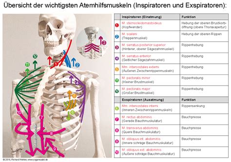 Bersicht Der Wichtigsten Atemhilfsmuskeln Inspiratoren Und