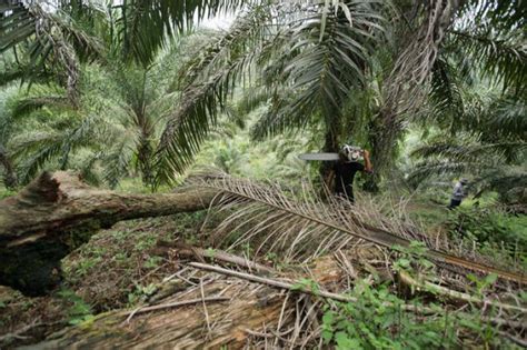 L Afrique Nouvel Eldorado Des Industriels De L Huile De Palme