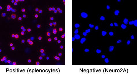 Mouse CD45 Antibody MAB114 Bio Techne