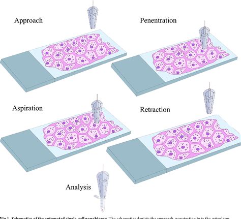 Figure 1 From High Throughput Isolation Of Rna From Single Cells Within An Intact Tissue For