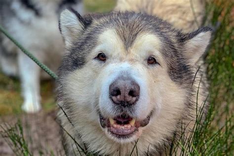 Do Alaskan Malamutes Shed HelloBARK