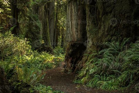 Scenic Redwood Forest Trail 24627340 Stock Photo at Vecteezy