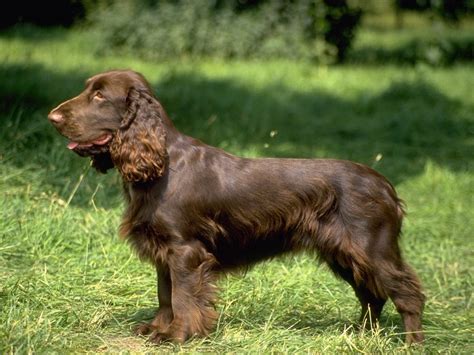 Russian Spaniel - Puppies, Rescue, Pictures, Information, Temperament ...