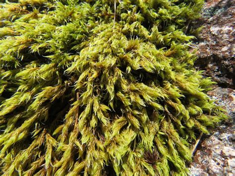 Clustered Rock Moss Bryophyta Mosses Of Vancouver Island · Inaturalist