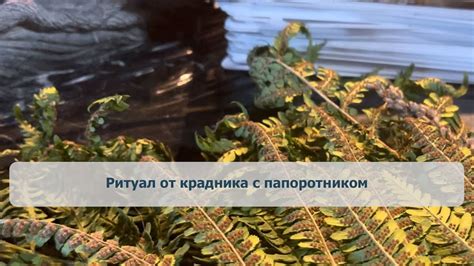 Ритуал от крадника с папоротником - YouTube