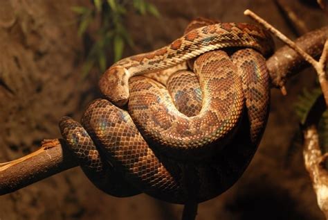 Boa Constrictor - Snake Facts and Information