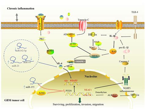 Frontiers Roles Of Stat In The Pathogenesis And Treatment Off