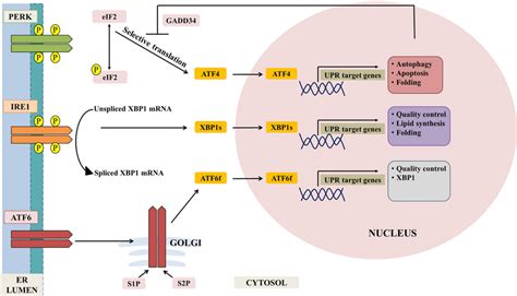 Diagrammatic Representation Of The Unfolded Protein Response Pathways