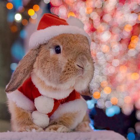 Rabbits Bunny Christmas Hd Phone Wallpaper Pxfuel