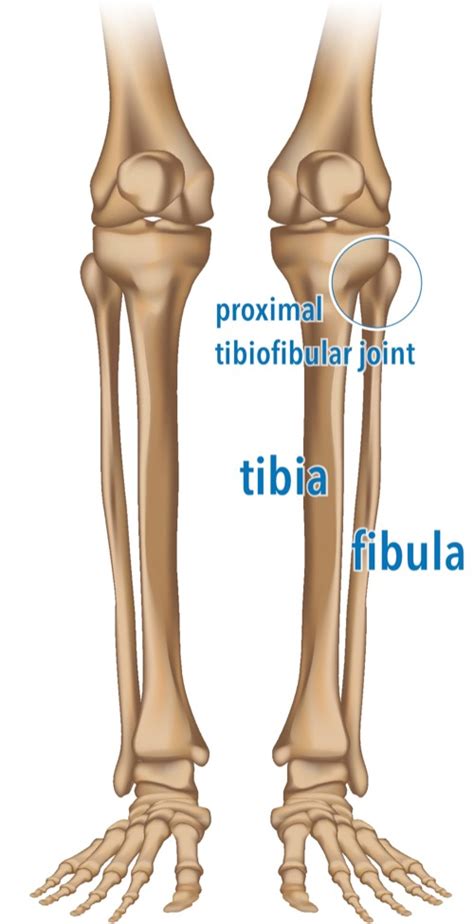 Lateral Knee Pain and the Proximal Tibiofibular Joint