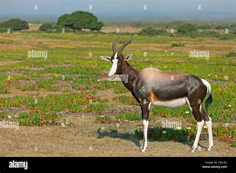 Bontebok Damaliscus Pygargus Damaliscus Dorcas Damaliscus Dorcas