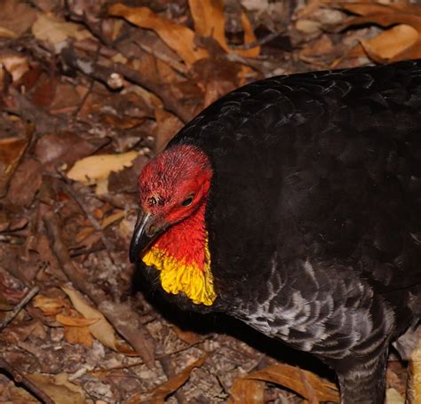 Australian Brushturkey From Speewah Qld Australia On August