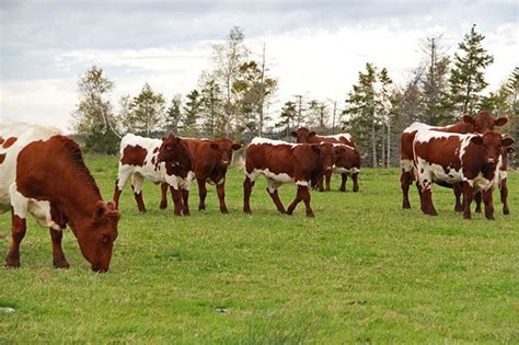 Pinzgauer cattle - Alchetron, The Free Social Encyclopedia